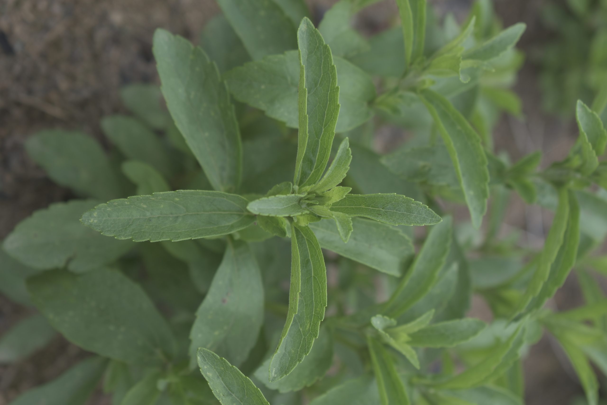 Planta de origem da Stevia em pó